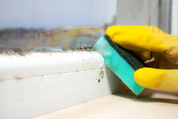 Best Certified Mold Removal  in Arma, KS