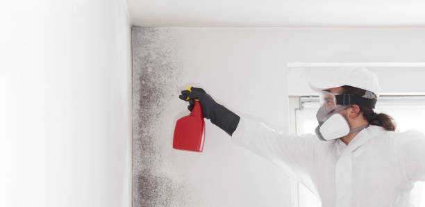 Best Toxic Mold Removal  in Arma, KS