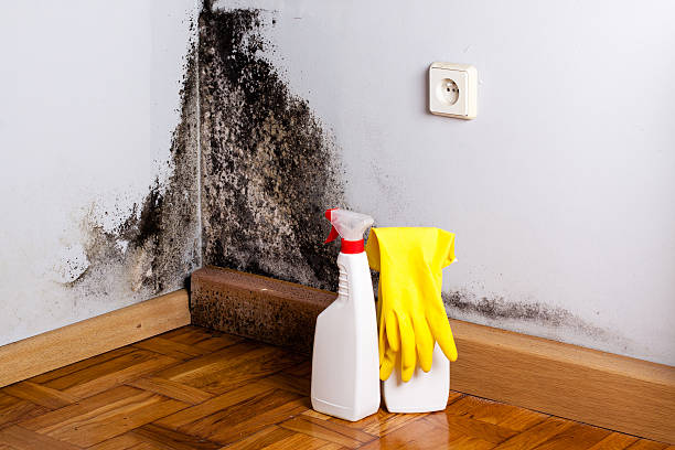 Best Best Mold Removal Companies  in Arma, KS