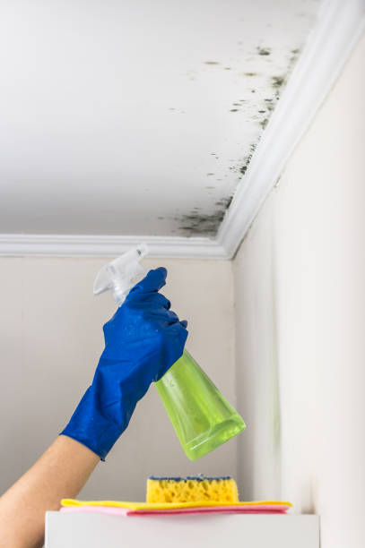 Best Local Mold Removal Service  in Arma, KS