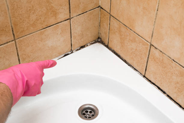 Professional Mold Removal in Arma, KS